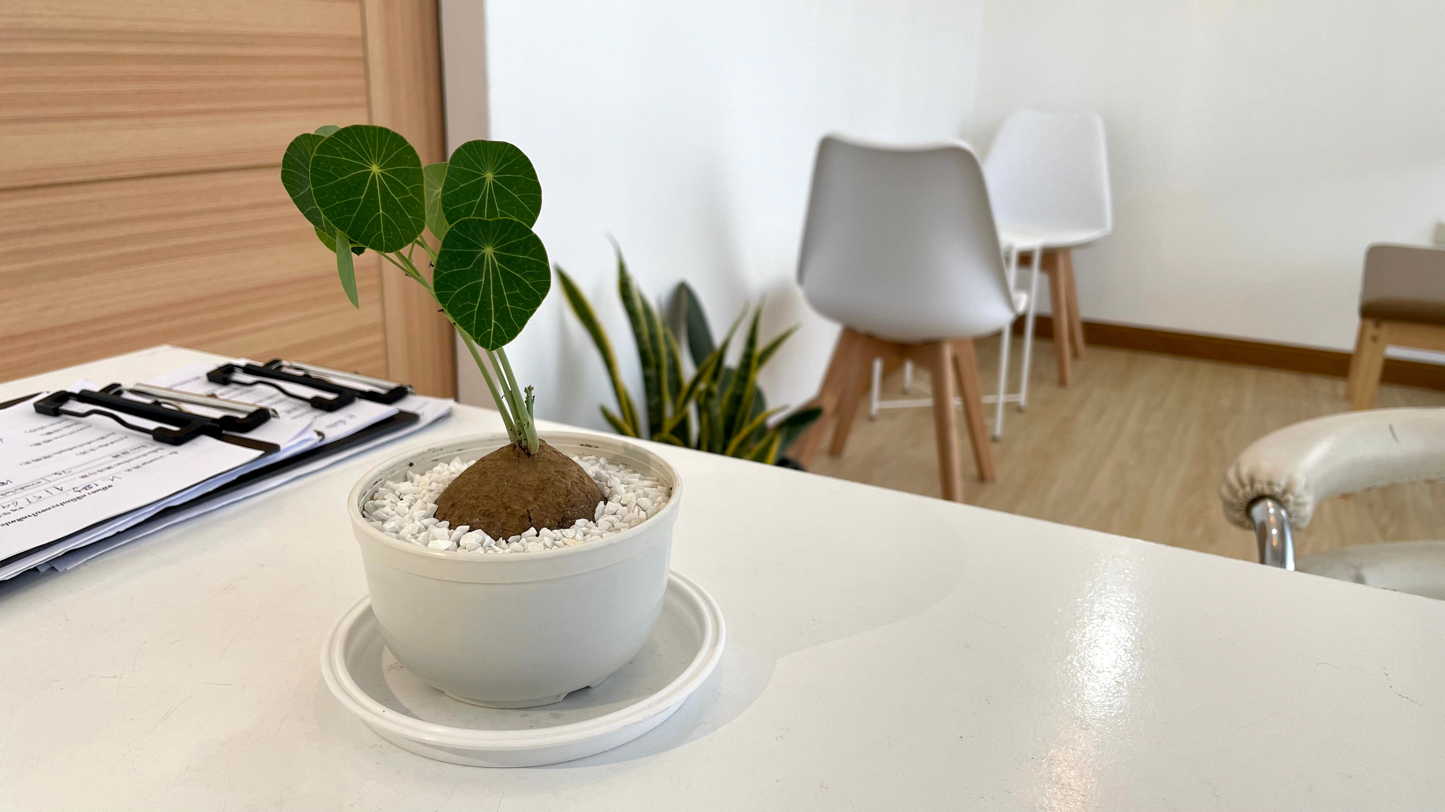 Bua Kod tree in acupuncture clinic